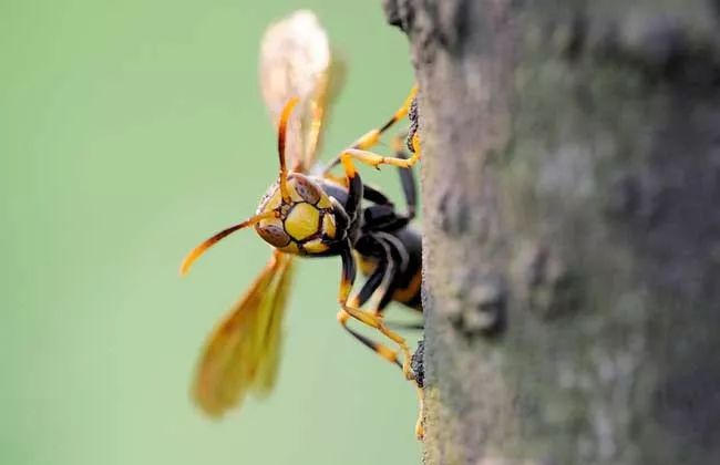 馬蜂的特征有哪些(馬蜂的外形特點(diǎn)和生活特征) 馬蜂的特征有哪些(馬蜂的外形特點(diǎn)和生活特征)