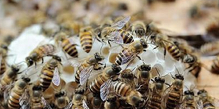 云貴高原中蜂漢中可以養嗎(高原中蜂如何養殖) 云貴高原中蜂漢中可以養嗎(高原中蜂如何養殖)