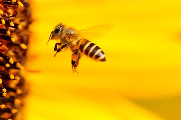 云貴高原中蜂漢中可以養嗎(高原中蜂如何養殖) 云貴高原中蜂漢中可以養嗎(高原中蜂如何養殖)