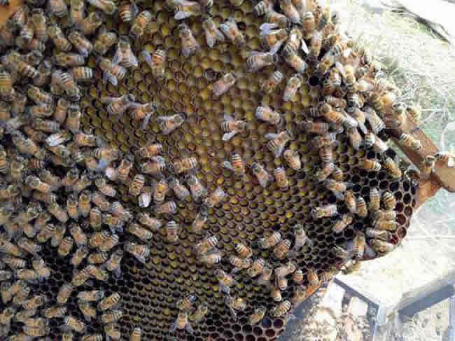 在夏季可以蜂多于脾嗎? 在夏季可以蜂多于脾嗎?