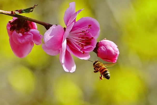 在夏季可以蜂多于脾嗎? 在夏季可以蜂多于脾嗎?