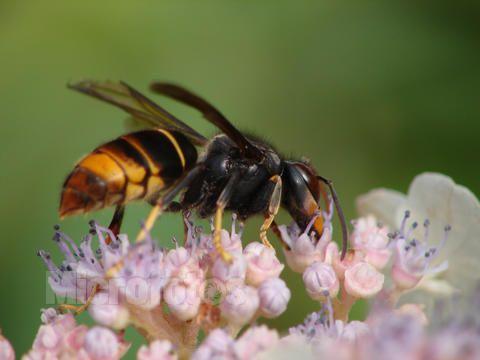 黃腳胡蜂是什么蜂（黃腳胡蜂的生活習(xí)性及特征）