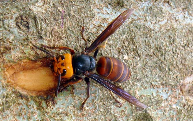 怎樣防止中國大虎頭蜂吃蜜蜂（虎頭蜂吃蜂蜜怎么解決）