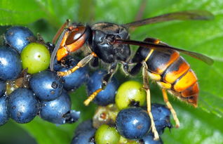 馬蜂怕什么（馬蜂的自然天敵和驅趕方法）