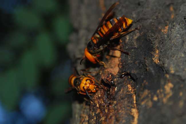 胡蜂吃蟋蟀嗎（馬蜂王吃什么）