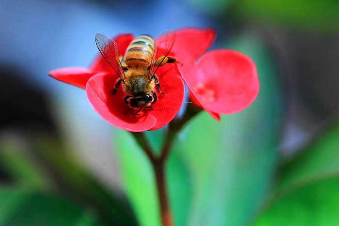 中蜂分蜂后失王后怎么辦? 中蜂分蜂失王后怎么辦呢?