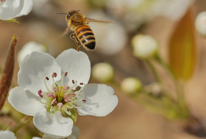 中蜂分蜂后失王后怎么辦? 中蜂分蜂失王后怎么辦呢?