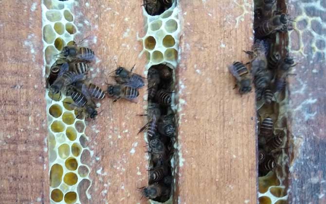 一群中蜂多少錢 一群中蜂多少錢