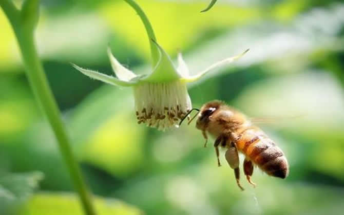 太湖中蜂 太湖中蜂