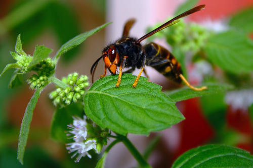 中國大虎頭蜂怎樣過冬（冬天怎樣養(yǎng)虎頭蜂）