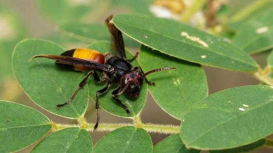 中國大虎頭蜂怎樣過冬（冬天怎樣養(yǎng)虎頭蜂）