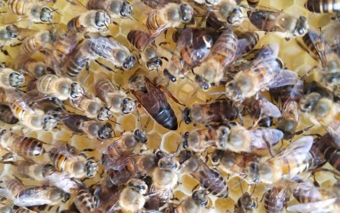 分蜂是老王走還是新王走(分蜂機制是什么) 分蜂是老王走還是新王走(分蜂機制是什么)