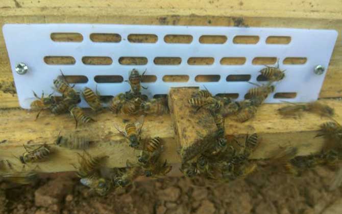 分蜂是老王走還是新王走(分蜂機制是什么) 分蜂是老王走還是新王走(分蜂機制是什么)