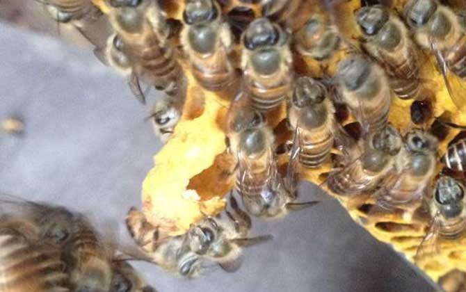 分蜂是老王走還是新王走(分蜂機制是什么) 分蜂是老王走還是新王走(分蜂機制是什么)