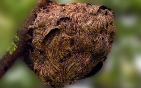 馬蜂最怕三種藥(什么藥是馬蜂的克星) 馬蜂最怕三種藥(什么藥是馬蜂的克星)