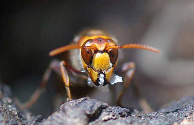 虎頭蜂和蜜蜂誰厲害（虎頭蜂有多狠？)