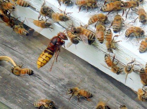 虎頭蜂和蜜蜂誰厲害（虎頭蜂有多狠？)