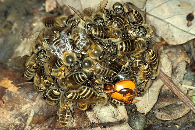 虎頭蜂和蜜蜂誰厲害（虎頭蜂有多狠？)