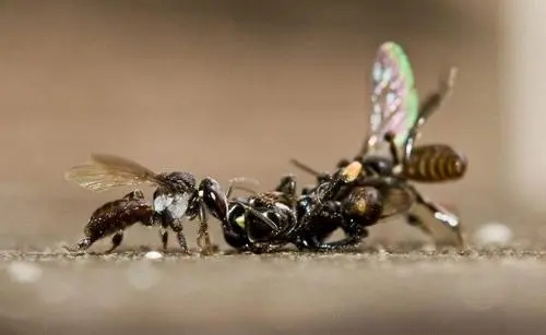 蜜蜂老打架怎么預(yù)防 蜜蜂老打架怎么預(yù)防