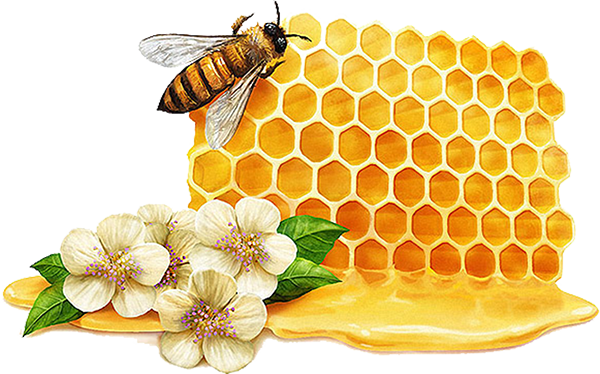 蜂巢的藥用價(jià)值(蜂巢的功效與作用) 蜂巢的藥用價(jià)值(蜂巢的功效與作用)