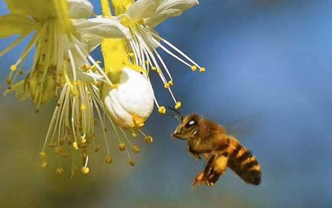 在哪里可以學養蜂技術? 養蜂技術