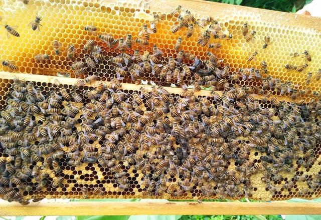 流蜜期如何管理蜂群(中蜂大流蜜期蜜蜂管理技術) 流蜜期如何管理蜂群(中蜂大流蜜期蜜蜂管理技術)