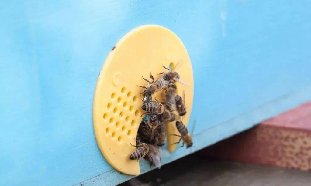 流蜜期如何管理蜂群(中蜂大流蜜期蜜蜂管理技術) 流蜜期如何管理蜂群(中蜂大流蜜期蜜蜂管理技術)