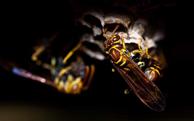 被馬蜂蟄了怎么處理(被馬蜂蟄了怎么處理最簡單) 被馬蜂蟄了怎么處理(被馬蜂蟄了怎么處理最簡單)