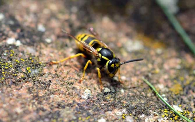 被馬蜂蟄了怎么處理(被馬蜂蟄了怎么處理最簡單) 被馬蜂蟄了怎么處理(被馬蜂蟄了怎么處理最簡單)