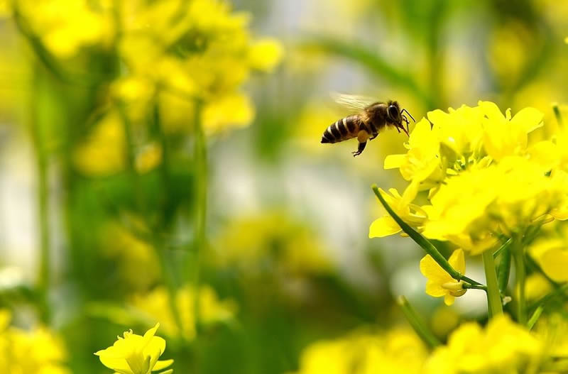 【蜜蜂養(yǎng)殖】一箱蜜蜂兩個(gè)蜂王可以嗎? 一箱蜜蜂兩個(gè)蜂王可以嗎?