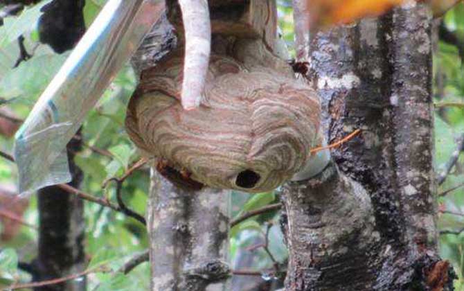 葫蘆蜂會(huì)不會(huì)蜇死人 葫蘆蜂會(huì)不會(huì)蜇死人