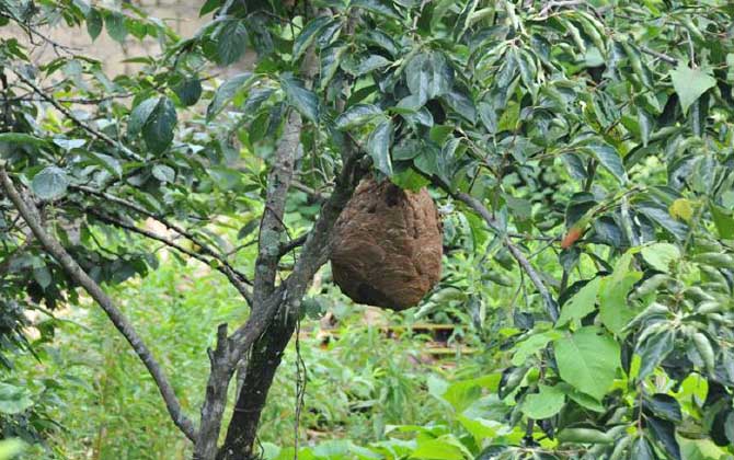 葫蘆蜂會(huì)不會(huì)蜇死人 葫蘆蜂會(huì)不會(huì)蜇死人