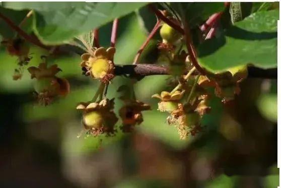 蜜蜂過冬取暖的三種方法(蜜蜂冬天如何越冬) 蜜蜂過冬取暖的三種方法(蜜蜂冬天如何越冬)