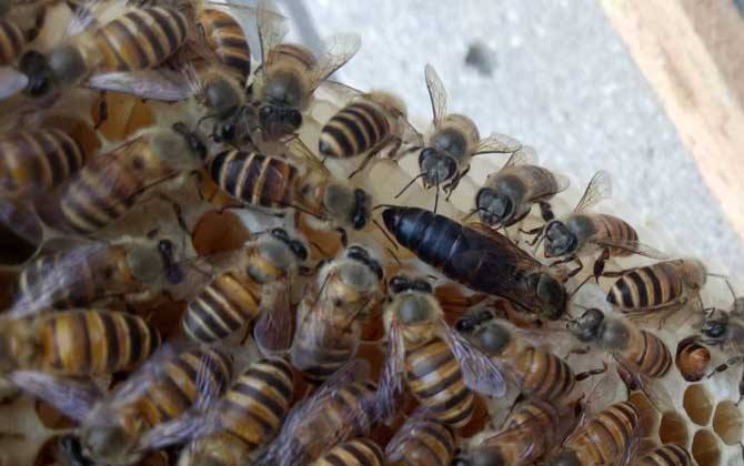 阿壩中蜂怕熱嗎(阿壩中蜂是不是不耐熱) 阿壩中蜂怕熱嗎(阿壩中蜂是不是不耐熱)