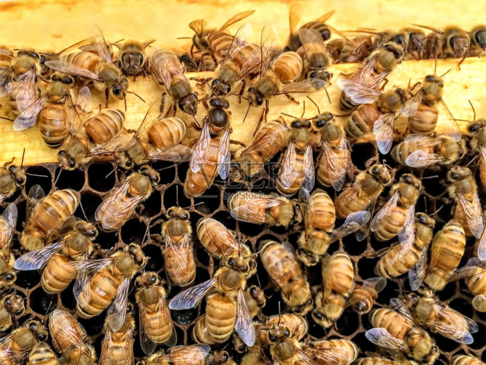 意大利蜜蜂怎樣育王? 意大利蜜蜂怎樣育王?