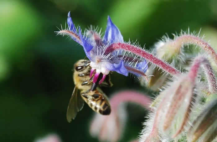 意大利蜜蜂怎樣育王? 意大利蜜蜂怎樣育王?