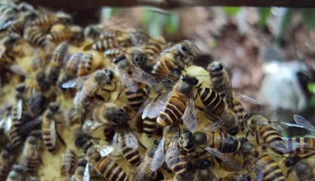 【蜜蜂知識】蜜蜂自然分蜂前有什么特點? 【蜜蜂知識】蜜蜂自然分蜂前有什么特點?