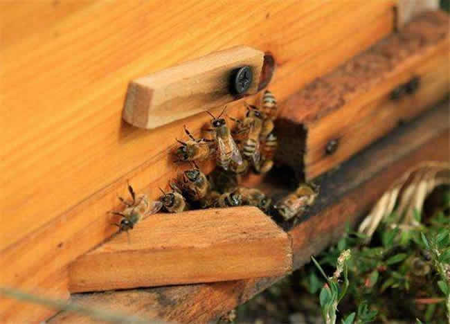 【蜜蜂知識】蜜蜂自然分蜂前有什么特點? 【蜜蜂知識】蜜蜂自然分蜂前有什么特點?