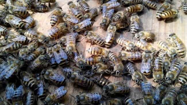 【蜜蜂知識】蜜蜂自然分蜂前有什么特點? 【蜜蜂知識】蜜蜂自然分蜂前有什么特點?