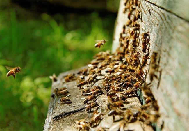 【蜜蜂知識】蜜蜂自然分蜂前有什么特點? 【蜜蜂知識】蜜蜂自然分蜂前有什么特點?