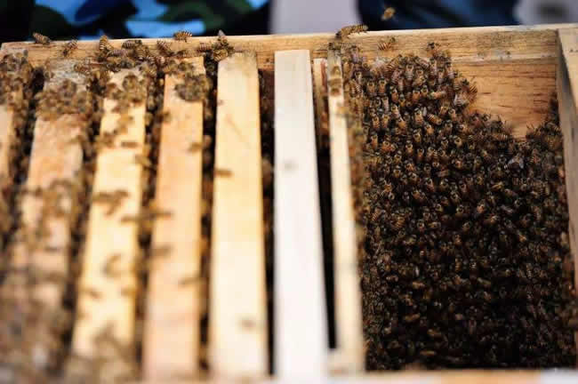 【蜜蜂知識】蜜蜂自然分蜂前有什么特點? 【蜜蜂知識】蜜蜂自然分蜂前有什么特點?