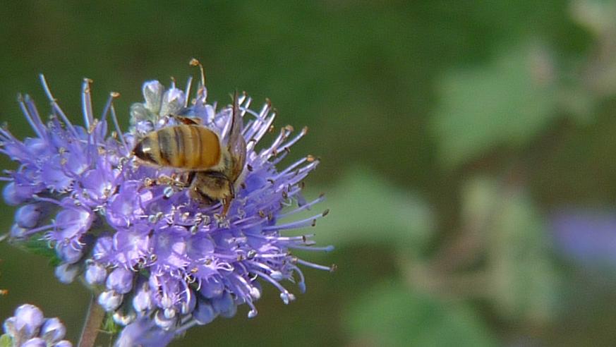 冬天蜜蜂會繁殖嗎(蜜蜂冬天產蜂蜜嗎) 冬天蜜蜂會繁殖嗎(蜜蜂冬天產蜂蜜嗎)