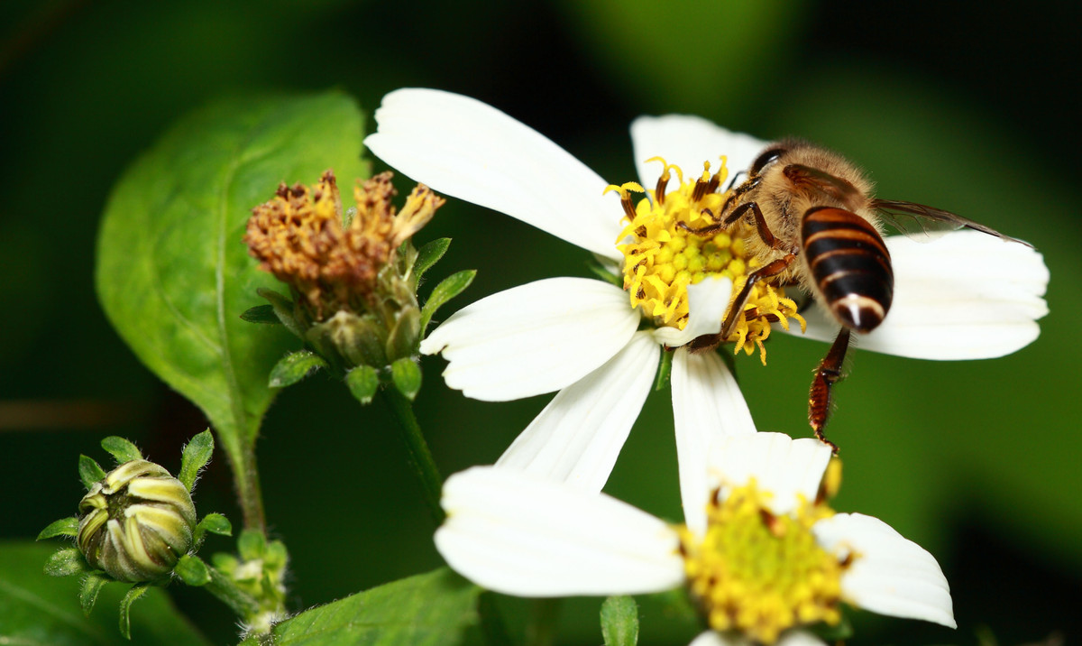 冬天蜜蜂會繁殖嗎(蜜蜂冬天產蜂蜜嗎) 冬天蜜蜂會繁殖嗎(蜜蜂冬天產蜂蜜嗎)