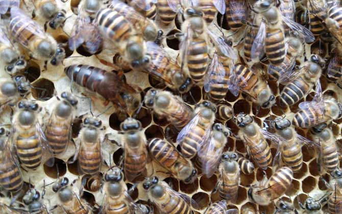 中蜂阿壩處王和天柱處王哪個好(阿壩中蜂和天柱中蜂的對比) 中蜂阿壩處王和天柱處王哪個好(阿壩中蜂和天柱中蜂的對比)