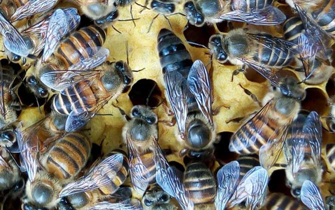 中蜂阿壩處王和天柱處王哪個好(阿壩中蜂和天柱中蜂的對比) 中蜂阿壩處王和天柱處王哪個好(阿壩中蜂和天柱中蜂的對比)