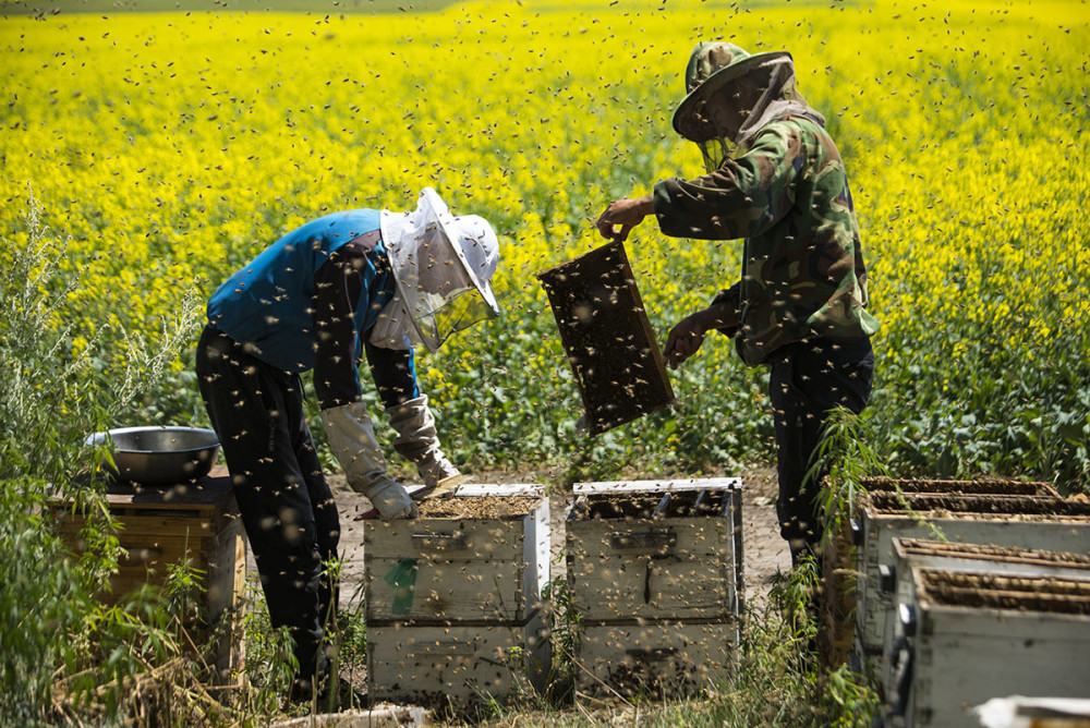 初次養蜂需要注意什么(初學養蜂的基本常識) 初次養蜂需要注意什么(初學養蜂的基本常識)