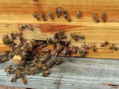 初次養蜂需要注意什么(初學養蜂的基本常識) 初次養蜂需要注意什么(初學養蜂的基本常識)