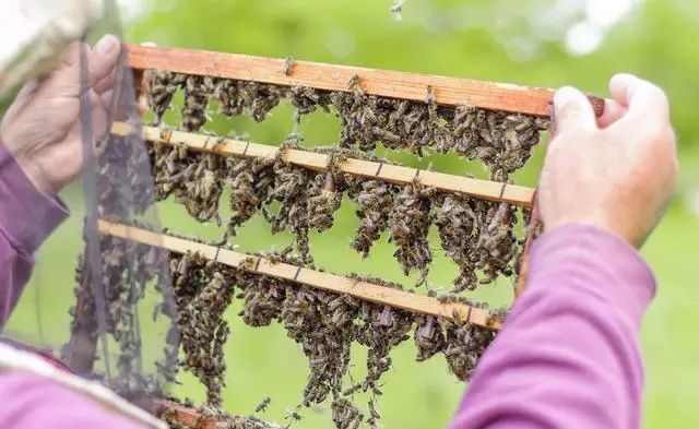 初次養蜂需要注意什么(初學養蜂的基本常識) 初次養蜂需要注意什么(初學養蜂的基本常識)