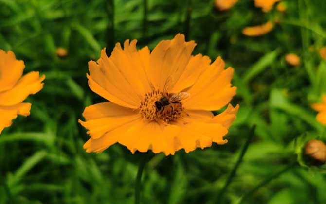 冬天到了蜜蜂干什么去了(蜜蜂的行為) 冬天到了蜜蜂干什么去了(蜜蜂的行為)