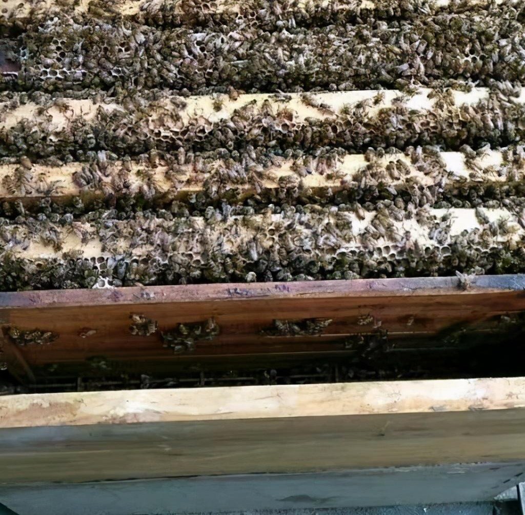 產蜜的蜜蜂種類 產蜜的蜜蜂種類